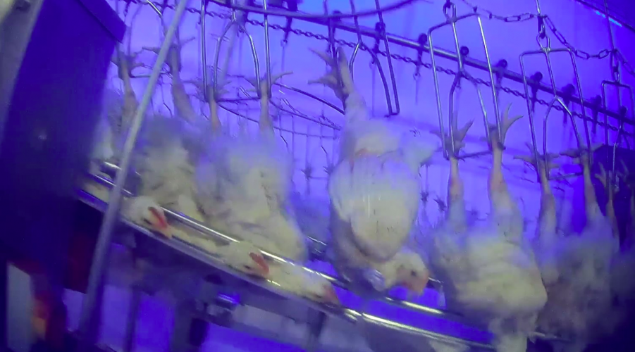 Undercover Animal Rights Montrent L Agonie Des Poules A L Abattoir Animal Rights