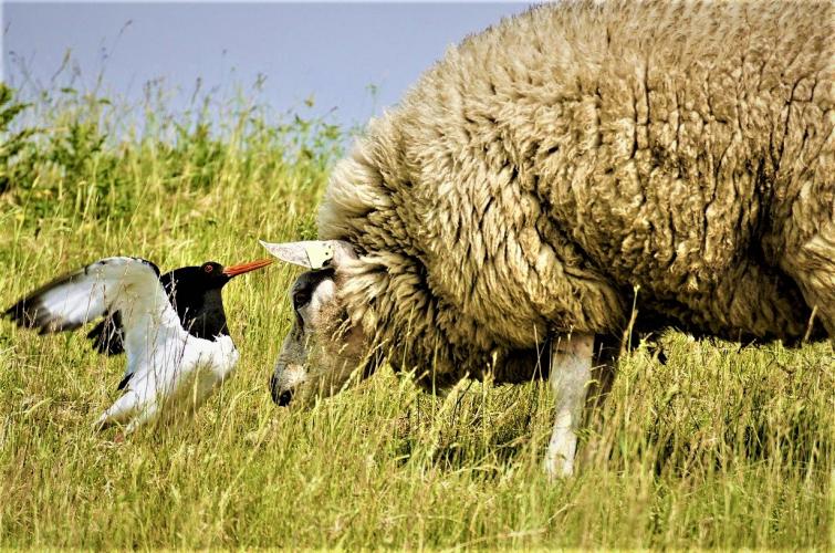 Het leefgebied van weidevogels is ernstig aangetast door intensivering van de landbouw.