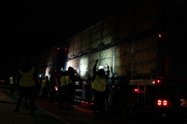 Het enige moment om de dieren in beeld te kunnen brengen is tijdens de nachtelijke transporten bij het slachthuis