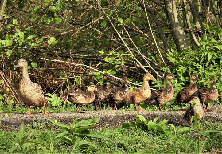 In 2018 werden er meer dan 104.000 vogels uit de lucht geschoten.