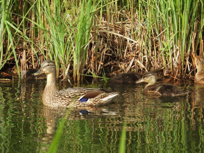 In 2017 werden er meer dan 97.000 dieren gedood.