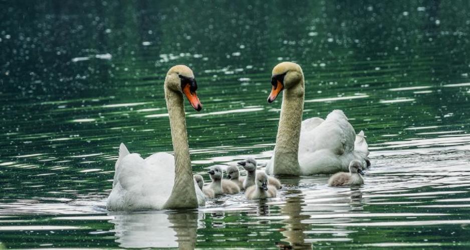 Knobbelzwanen, kleine zwanen en wilde zwanen zijn lastig te onderscheiden.