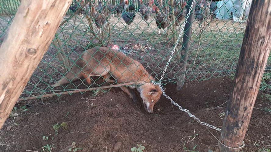 Vos Willie vast in een illegale staaldraadstrop, foto: Animal Rescue Service