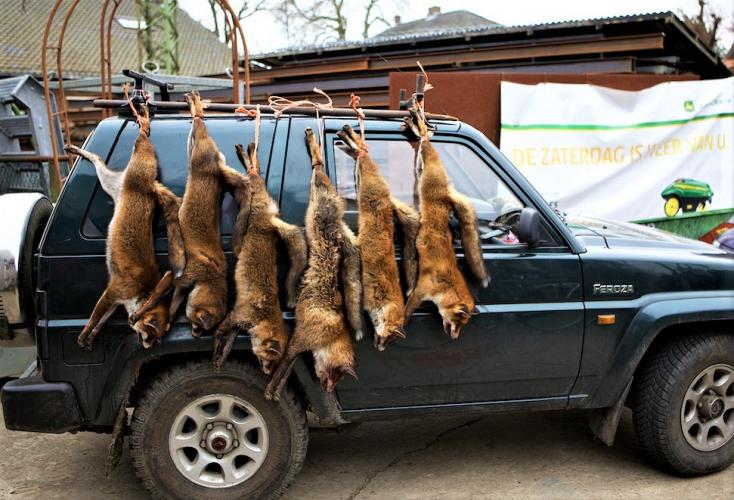 Animal Rights wil een verbod op de vossenjacht.