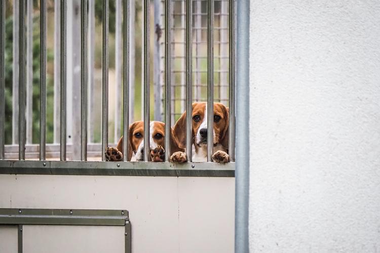 Onder de verleende vergunning mogen, onder andere, 3300 honden worden gebruikt (foto: WeAnimalsMedia)