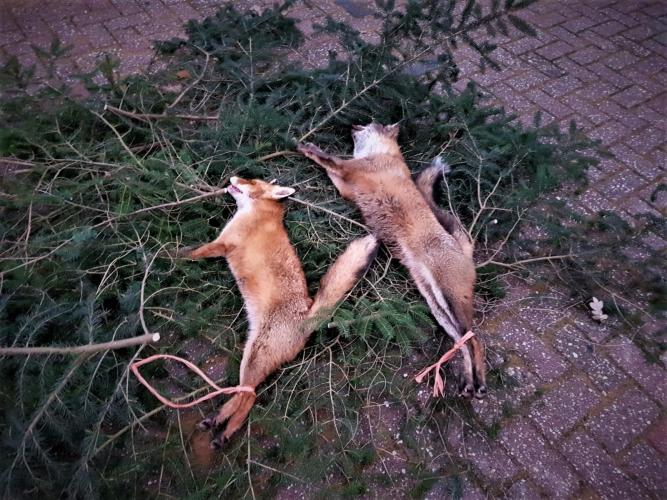 Undercover bij een vossenjacht in Utrecht.