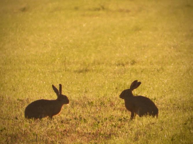 Hazen in Zuid-Holland. In het jachtseizoen werden er 17.061 afgeschoten.