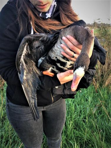 Activisten vonden een zwaargewonde aangeschoten gans.