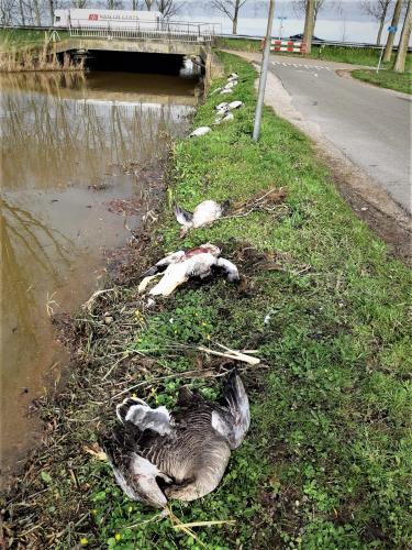 Gedumpte lichamen in Nieuwerkerk aan de IJssel.