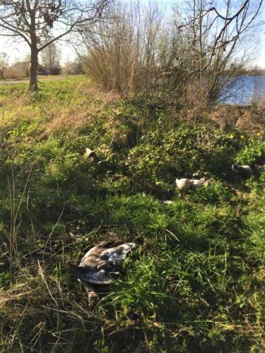 Gedumpte dieren in Reeuwijk.