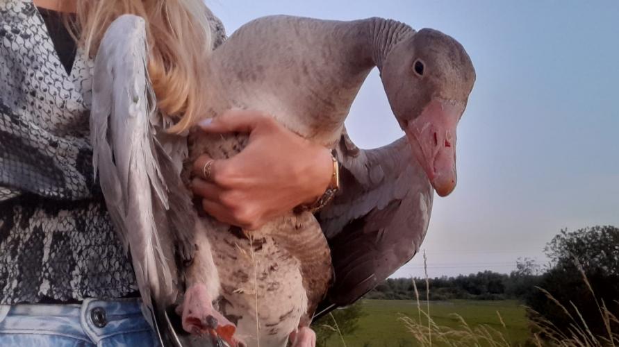Gans Appeltje in de armen van zijn redder