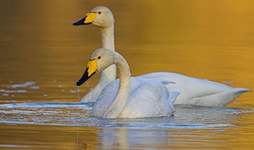 Wilde zwanen zijn slanker dan knobbelzwanen en groter dan kleine zwanen. Foto: Vogelbescherming